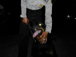 Anjing Pelacak Endus Kasus Pembunuhan Ibu dan Anak di Cakung