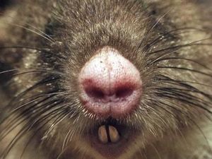 Bandikut, Tikus Babi Musuh Petani di Papua