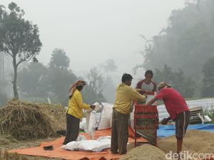 Pakai Metode Hazton, Hasil Panen Padi Petani di Kalbar Meningkat