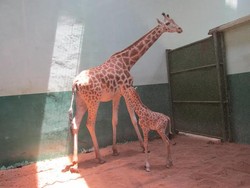 Bayi Jerapah Afrika Menambah Koleksi TSI II Prigen