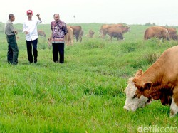 Kementan Ajak Peternak Kecil Bisnis Sapi Berjamaah