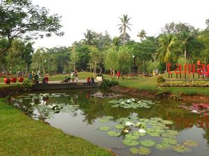 Foto: Tabebuya Sudah Ada di Taman Jagakarsa