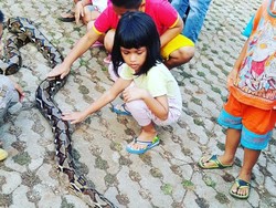 Saat Anak-anak di Bogor ini Tak Takut Ular Slytherin dan Malah Rebutan Memegangnya
