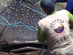 Nelayan Kenjeran Temukan Hiu Tutul Tersangkut Jala