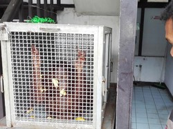 Perdagangan Satwa Langka di Medsos Meningkat, Bareskrim Perketat Pengawasan