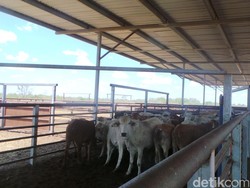 Cerita Pahit Peternak Australia Saat Ada Larangan Ekspor 2011