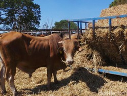 Cerita Mentan Gajinya Habis Semalam Gara-gara Makan Daging Sapi
