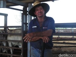 Ini Kata Peternak Australia Soal Ekspor Sapi ke RI yang Naik-Turun