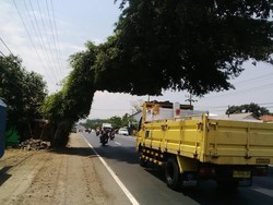 Sering Dikepret Kendaraan, Bentuk Pohon Beringin di Pasuruan Ini Jadi Unik