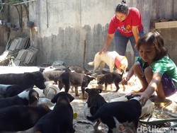Kisah Dua Bersaudara Selamatkan Puluhan Anjing Terlantar di Banyuwangi
