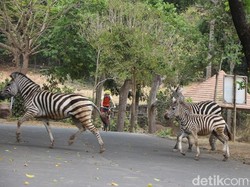 Seru! Peserta Cross Country Bakal Lintasi Area Buaya Hingga Macan Tutul