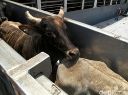 Amankan Pasokan Daging, RI Impor dari India Hingga Meksiko