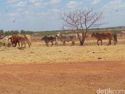 Mengintip Produksi Sapi Australia di Peternakan Seluas 40.000 Hektar