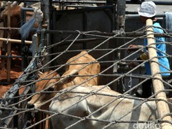 Aturan Baru Jokowi Akhiri Ketergantungan RI Terhadap Impor Sapi Australia