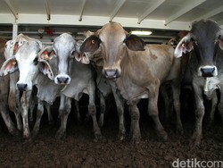 Kementan: 7 Perusahaan Berminat Impor Sapi Siap Potong