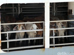 Pemprov DKI: Sebenarnya Daging Sapi Tidak Langka