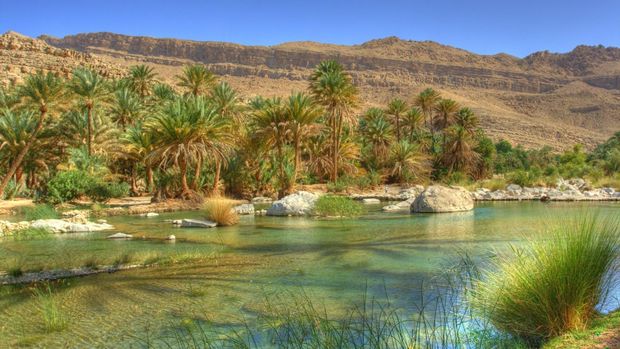 Salalah Monsoon Padang pasir yang berubah jadi oasis di Oman