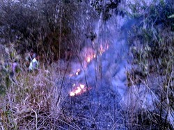 Kebun Sengon Milik Ahok di Sukabumi Habis Dilalap si Jago Merah