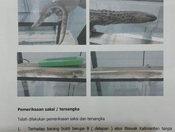 Bareskrim Polri Tangkap Warga Jerman yang Coba Selundupkan Hewan Langka