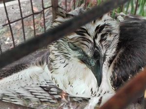 Adu Tangkas Burung Langka, 7 Orang di Semarang Berurusan dengan Polisi