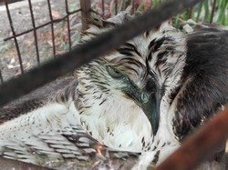 Adu Tangkas Burung Langka, 7 Orang di Semarang Berurusan dengan Polisi