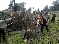 Hakim Diklat, Vonis Pengedar Ganja yang Dituntut Mati Ditunda