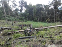 Puluhan Hektar Hutan di Aceh Besar Botak Akibat Ulah Petani Ganja