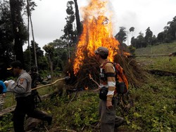 BNN Panen 20 Hektare Ladang Ganja di Aceh Besar