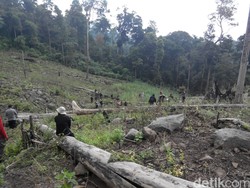 Berkat Kerja Sama dengan Masyarakat, BNN Bisa Ungkap Ladang Ganja di Aceh