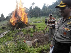 Ganja Bukan Bumbu Masakan, Tak Ada Ampun Bagi yang Menanamnya