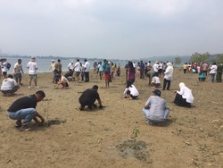 Penanaman 1.500 Mangrove di Teluk Ambon, Cita-cita Besar untuk Pulau Kecil