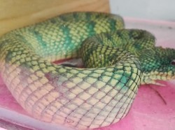 Penyelundupan Ular Viper yang Sangat Berbisa Digagalkan BKSDA Kalbar