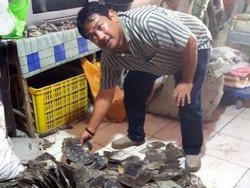 Polisi Bekuk Penjual Sisik Penyu, Kuda Laut dan Tanduk Rusa Kering