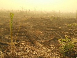 Kebakaran Lahan Sebabkan Kabut Asap, Habis Bakar Terbitlah Sawit