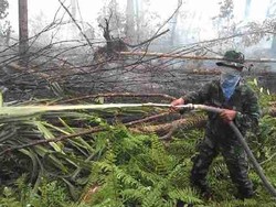 DanSatgas Riau: Kebakaran di Kepulauan Meranti dari Ulah Warga Cari Madu