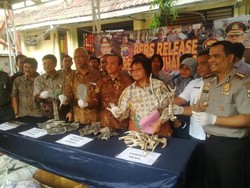 Menteri Siti Apresiasi Pengungkapan Kasus Penjualan Tubuh Satwa Dilindungi