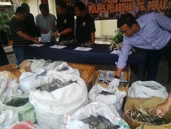 Penjual Tubuh Satwa yang Digerebek Polisi Berkedok Mengolah Teripang