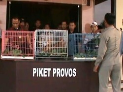 Jual Beli Lutung Secara Online Dibongkar