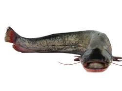 Pemprov Jatim Terapkan Sertifikasi Usaha Budidaya Ikan Lele