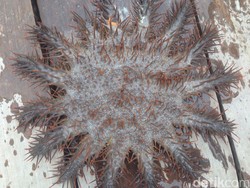 Awas! Kaking Sang Pembunuh