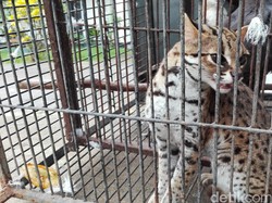 3 Pintu Utama Penyelundupan Satwa Langka: Bandara Soetta, Ngurah Rai, dan Batam