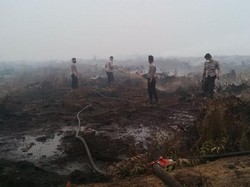 Ini 3 Perusahaan Pembakar Hutan yang Izinnya Dicabut Kementerian LHK