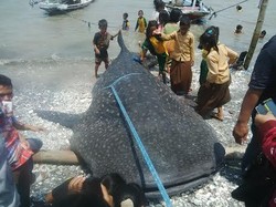 Seekor Hiu Kembali Tersangkut Jaring Nelayan