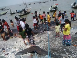 Tiap Tahun Selalu ada Hiu Paus Mati Tersangkut Jaring Nelayan