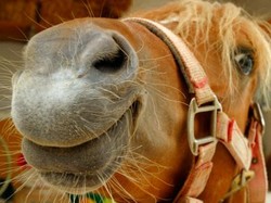 Kelainan Seksual, Bapak Tiga Anak Ini Kepergok Bercinta dengan Kuda