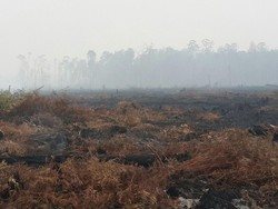 Berapa Anggaran untuk Restorasi 800 Ribu Hektar Lahan Gambut?