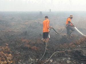 Temuan Baru: Ada Hubungan Kebakaran Lahan Gambut dengan Pilkada Temuan Baru: Ada Hubungan Kebakaran Lahan Gambut dengan Pilkada