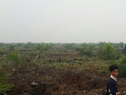 Setelah Terbakar, Hutan Suaka Margasatwa di Riau Jadi Kebun Sawit