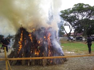 Video: Polisi Bakar 2 Hektare Ladang Ganja di Lhokseumawe Aceh Video: Polisi Bakar 2 Hektare Ladang Ganja di Lhokseumawe Aceh