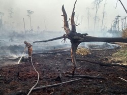 Penampakan Hutan Suaka Margasatwa di Riau yang Jadi Arang karena Terbakar